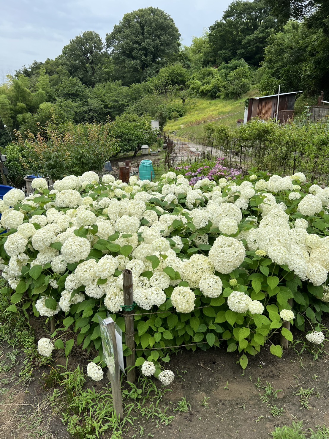 国頭あじさい園