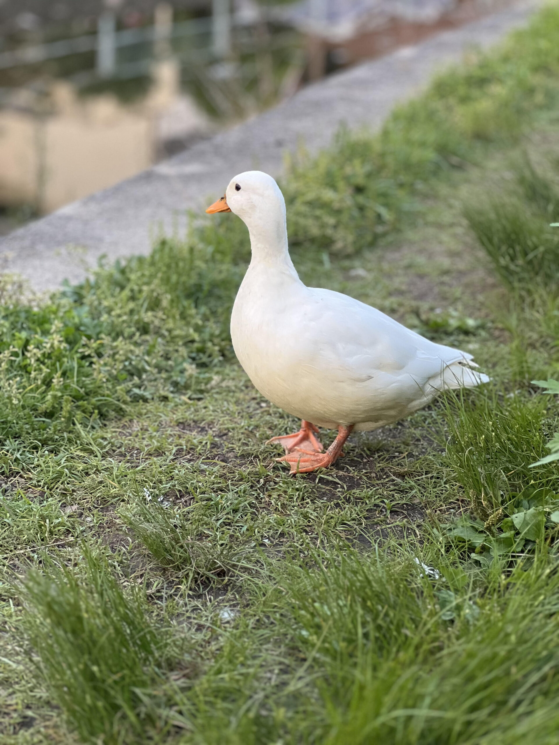 ブログ サムネイルメロちゃん